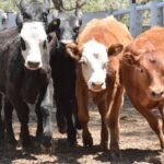 WhatsApp Image 2022-11-17 at 19.33.13