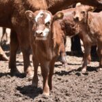 WhatsApp Image 2022-11-17 at 19.33.13 (2)