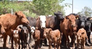 Buenos pecios para las vacas en el segundo remate de noviembre de San Luis Feria