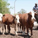 WhatsApp Image 2022-11-17 at 19.33.31 (3)