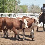 WhatsApp Image 2022-11-17 at 19.33.32