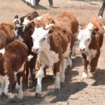 WhatsApp Image 2022-11-17 at 19.33.50 (1)