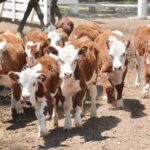 WhatsApp Image 2022-11-17 at 19.33.50 (2)