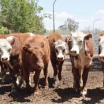 WhatsApp Image 2022-11-17 at 19.33.51