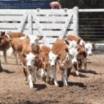 WhatsApp Image 2022-11-17 at 19.33.52 (1)