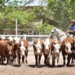 WhatsApp Image 2022-11-17 at 19.33.53