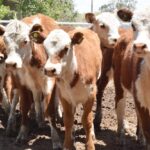 WhatsApp Image 2022-11-17 at 19.33.59