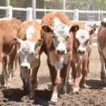 WhatsApp Image 2022-11-17 at 19.34.01 (1)