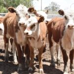 WhatsApp Image 2022-11-17 at 19.34.01