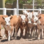 WhatsApp Image 2022-11-17 at 19.34.02