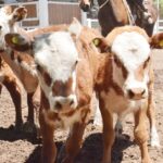 WhatsApp Image 2022-11-17 at 19.34.03 (1)