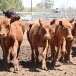 WhatsApp Image 2022-11-17 at 19.34.03