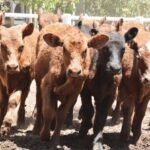 WhatsApp Image 2022-11-17 at 19.34.03 (2)