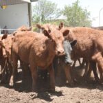 WhatsApp Image 2022-11-17 at 19.34.05