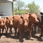 WhatsApp Image 2022-11-17 at 19.34.05 (2)