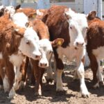 WhatsApp Image 2022-11-17 at 19.34.05 (3)