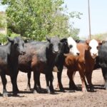 WhatsApp Image 2022-11-17 at 19.34.12 (2)