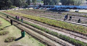 Cosecharon más de 400 kilos de ajo de las huertas del Ministerio de Desarrollo Social