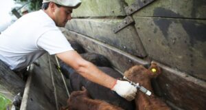 La Rural Río Quinto rechaza un posible aumento de la vacuna anti aftosa