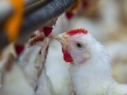 Razones por las que se debe denunciar cualquier sospecha de influenza aviar en Argentina