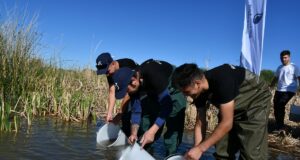 San Luis realizó la primera siembra de pejerrey criados en la Estación de Piscicultura Río Grande