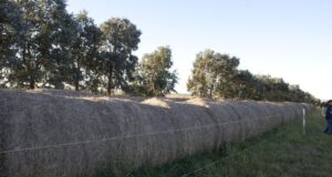 En noviembre, el maíz pisingallo y la alfalfa tuvieron mejores números que los “grandes” del agro
