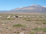 Estudian el impacto de las sequías en la producción de forraje en pastizales