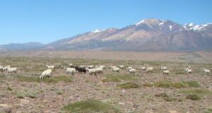 Estudian el impacto de las sequías en la producción de forraje en pastizales