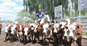 Valores estables en el último remate de noviembre de San Luis Feria