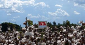 De exportación: las variedades de algodón del INTA conquistan Paraguay