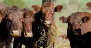 2023 se anticipa como un año con menor oferta de carne vacuna