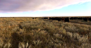 Satélites y ‘apps’, claves para mejorar la alimentación del ganado