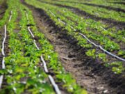 San Luis ya inscribe para el Plan Buenas Prácticas Rurales