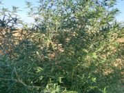 Confirman una nueva maleza resistente en Argentina
