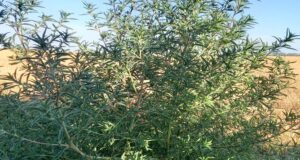 Confirman una nueva maleza resistente en Argentina