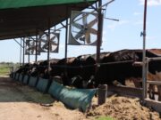 Con sistema de ventilación-mojado, se reduce el riesgo por estrés calórico