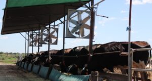 Con sistema de ventilación-mojado, se reduce el riesgo por estrés calórico