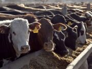Los números del feedlot siguen deteriorándose, aunque la ocupación continúa en aumento