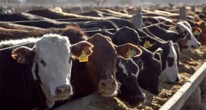 Los números del feedlot siguen deteriorándose, aunque la ocupación continúa en aumento