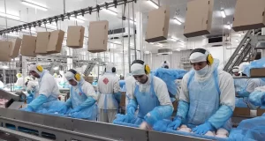 La avícola que concentra incubación, alimento y faena