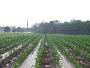 Post sequía: qué puede pasar si las lluvias son muy abundantes