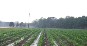 Post sequía: qué puede pasar si las lluvias son muy abundantes