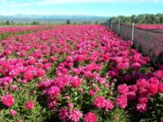 Producción de peonías ornamentales para exportación