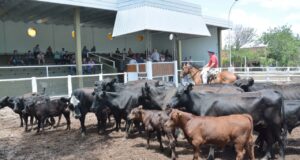 Valores muy firmes en el primer remate del año de San Luis Feria