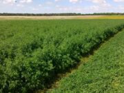 Mejoras en producción de biomasa y rebrotes de alfalfa con fertilizante foliar