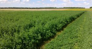 Mejoras en producción de biomasa y rebrotes de alfalfa con fertilizante foliar