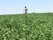 Resultados de la red de cultivares de alfalfa 2022