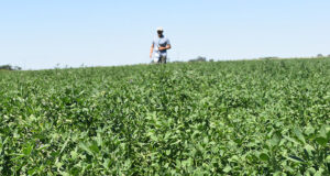 Resultados de la red de cultivares de alfalfa 2022