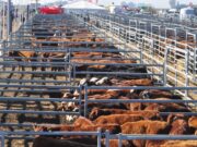 Los ganaderos afirman que el precio de la hacienda debe llegar a los $530 para cubrir los costos