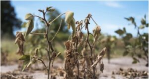 Termina el 2022 con la primavera más seca de los últimos 35 años
